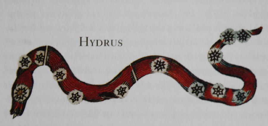 hydrus