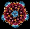 Coeur d'un rovirus. Document U.Cornell.
