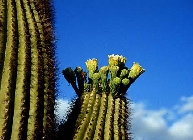Fleur de cactus Saguaro panouies dans le dsert de Sonoran Desert (SE Californie), SE Arizona jusque NO Mexique. Document Jim Bremner.