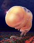 Embryon de 50 jours  entour de molcules d'ADN. Dessin de Robert Finkbeiner.