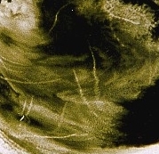 Traces de pollution : vidanges de ptroliers  l'Ouest des Etats-Unis observs  3.7 microns le 3 Avril 1985. Document Michael King.